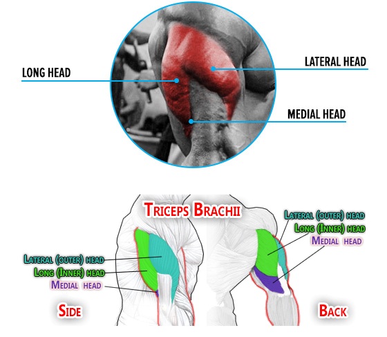 A Complete Guide to Build Horseshoe Triceps? - Gympanzie